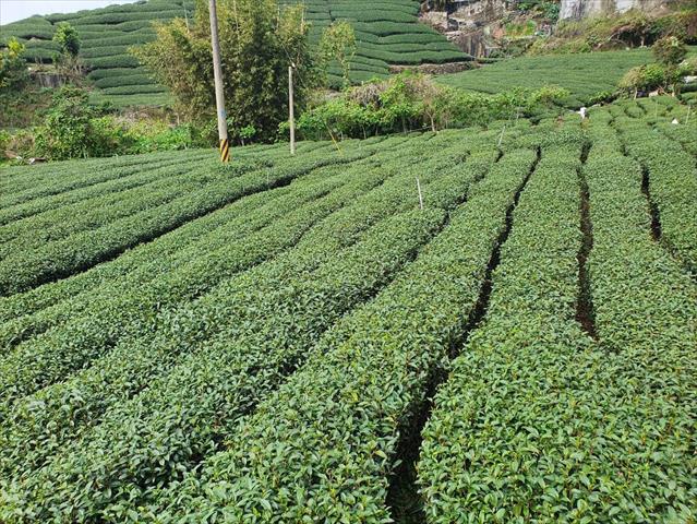 茶製品-茶 產品圖片（圖片編號 641867）
