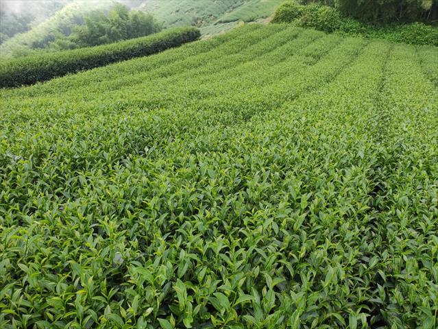 茶製品-茶 產品圖片（產品編號 480634）