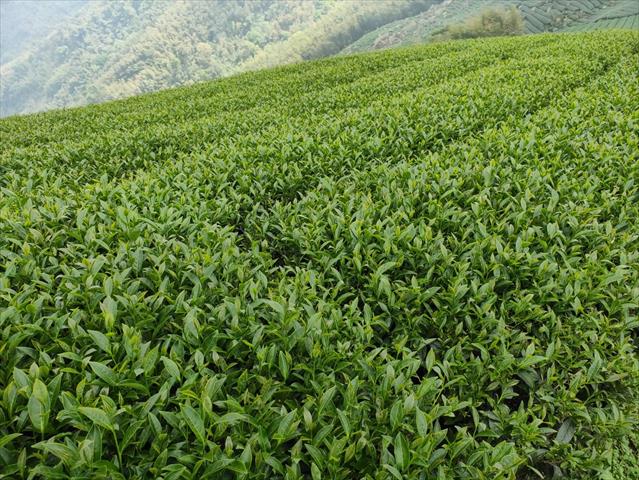 茶製品-茶 產品圖片（圖片編號 641894）
