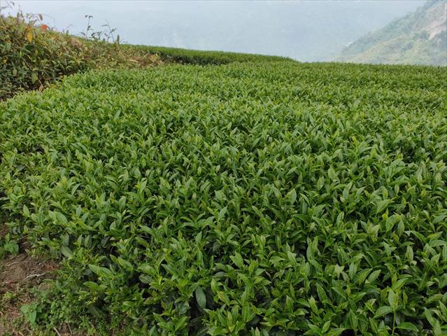 茶製品-茶 產品圖片（圖片編號 641895）