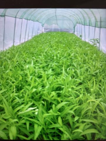 蕹菜(空心菜) 產品圖片（產品編號 482306）