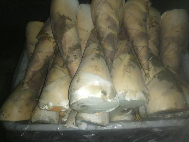 竹筍 產品圖片（圖片編號 644056）