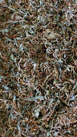 茶製品-茶 產品圖片（圖片編號 644319）