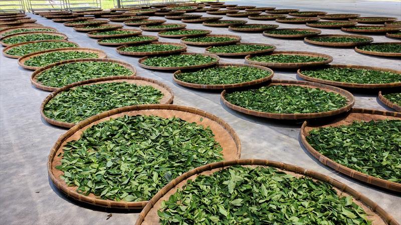 茶製品-茶 產品圖片（產品編號 483329）
