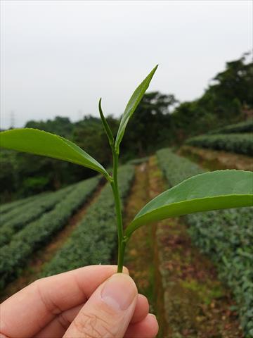 茶製品-茶 產品圖片（圖片編號 644321）