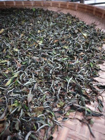 茶製品-茶 產品圖片（圖片編號 644322）