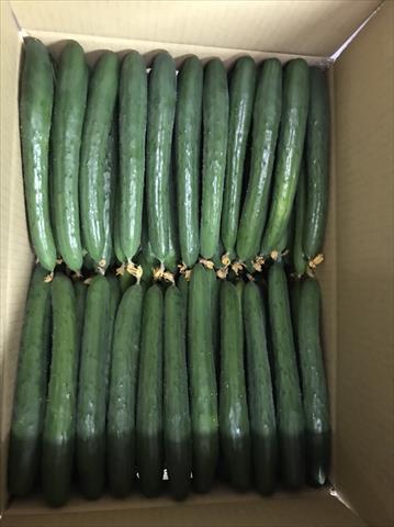 小黃瓜(花胡瓜) 產品圖片（產品編號 483489）