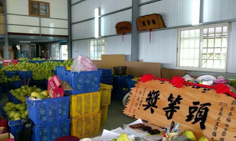 文旦柚 產品圖片（圖片編號 644726）