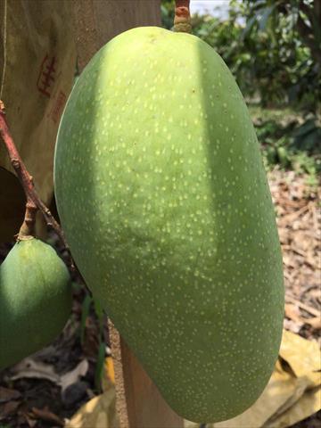 芒果 產品圖片（圖片編號 646993）