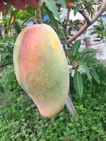 芒果 產品圖片（圖片編號 646994）