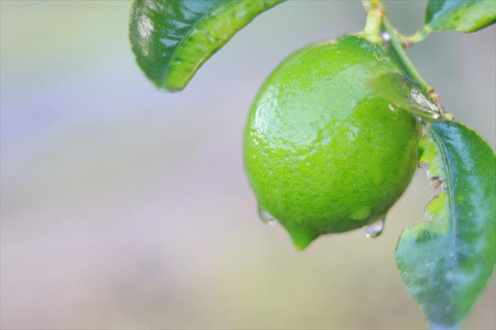 無子檸檬 產品圖片（圖片編號 647038）