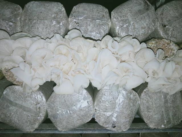 白木耳(銀耳) 產品圖片（產品編號 485108）