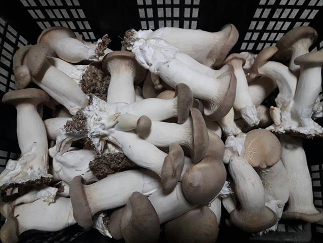杏鮑菇 產品圖片（圖片編號 648927）