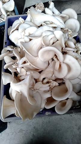 秀珍菇 產品圖片（產品編號 485107）