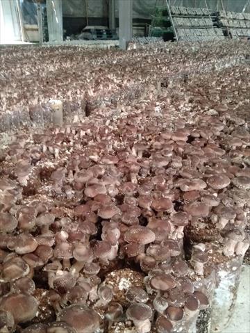 香菇 產品圖片（產品編號 485110）
