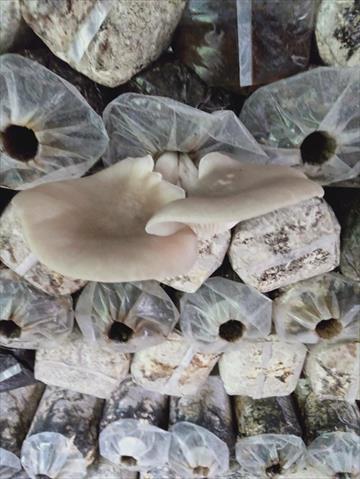 鮑魚菇 產品圖片（圖片編號 648934）