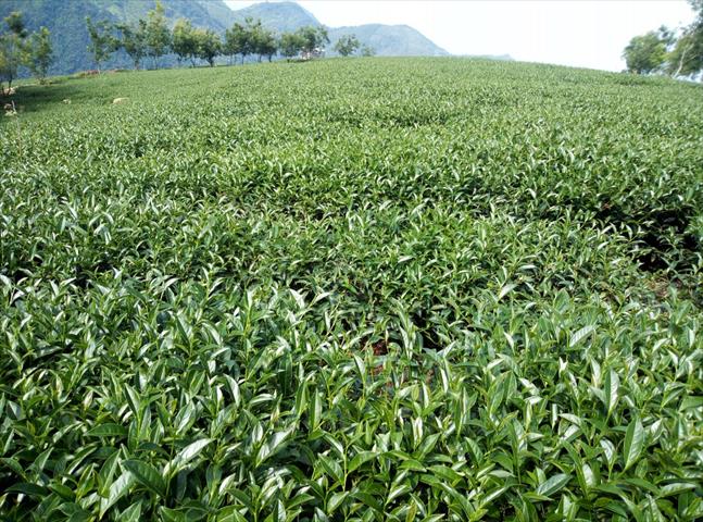 茶製品-茶 產品圖片（圖片編號 648995）