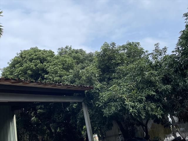荔枝 產品圖片（圖片編號 649704）
