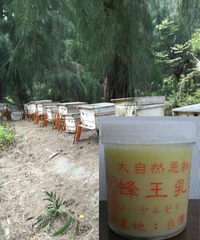 蜂產品-蜂王漿(乳) 產品圖片（產品編號 486134）