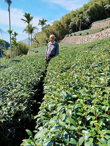 茶製品-茶 產品圖片（圖片編號 652259）