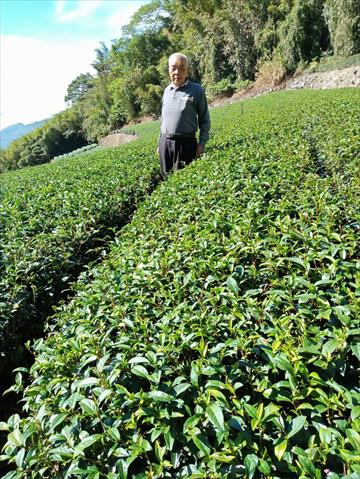 茶製品-茶 產品圖片（產品編號 487273）