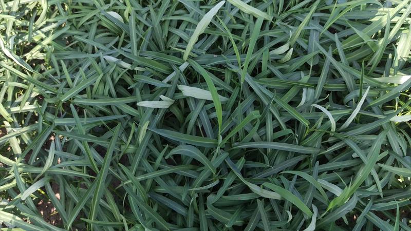 蕹菜(空心菜) 產品圖片（圖片編號 652436）