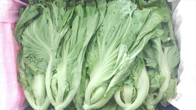 芥菜(刈菜) 產品圖片（產品編號 487420）