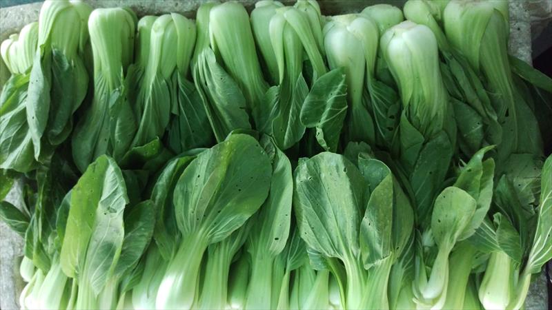 青江菜(青梗菜,青油菜) 產品圖片（圖片編號 652447）