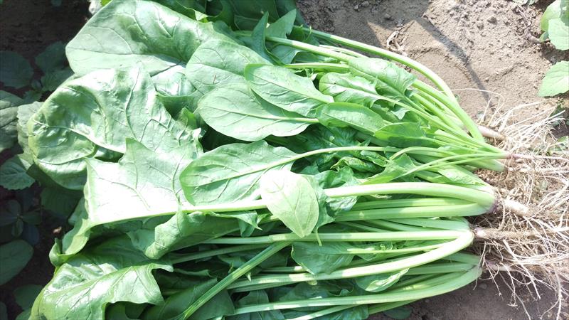 菠菜 產品圖片（圖片編號 652449）