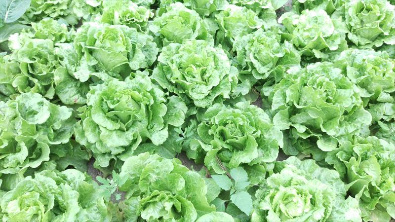 不結球萵苣(A菜,妹仔菜) 產品圖片（圖片編號 652450）