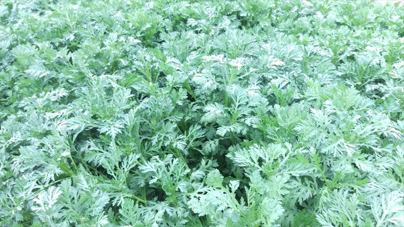 山茼蒿(昭和菜) 產品圖片（圖片編號 652451）
