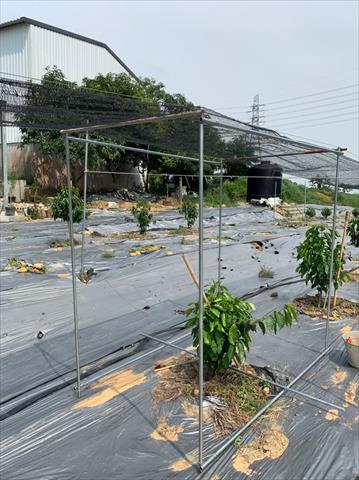 咖啡製品-咖啡 產品圖片（圖片編號 653967）