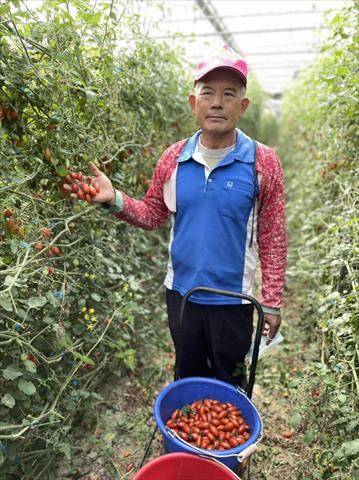 番茄(含小番茄) 產品圖片（產品編號 488977）