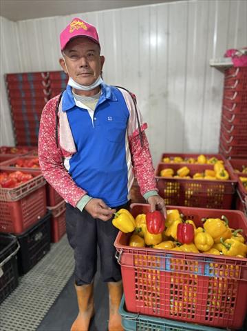 甜椒(含青椒) 產品圖片（產品編號 488976）