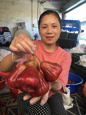 蓮霧 產品圖片（圖片編號 657252）