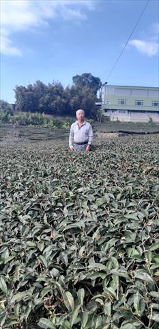 茶製品-茶 產品圖片（圖片編號 658130）