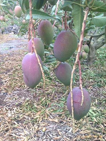 芒果 產品圖片（圖片編號 658166）