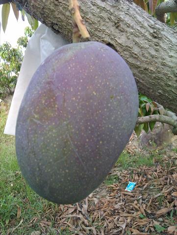 芒果 產品圖片（產品編號 490978）