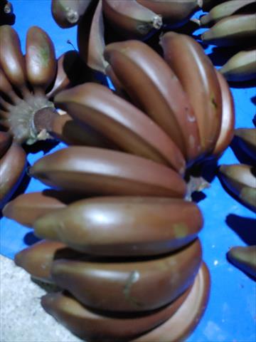 香蕉 產品圖片（圖片編號 658173）