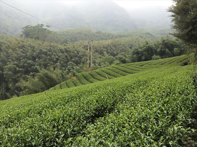 茶製品-茶 產品圖片（產品編號 490996）
