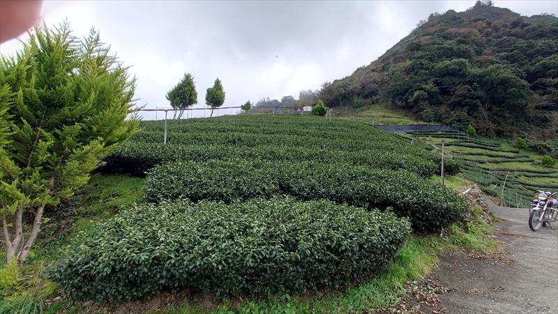 茶製品-茶 產品圖片（圖片編號 658529）