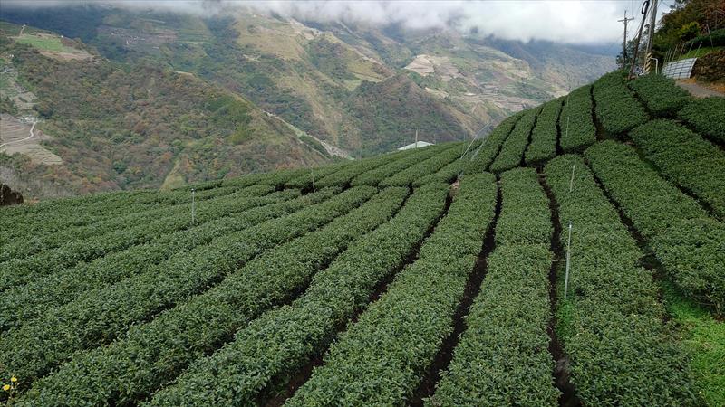 茶製品-茶 產品圖片（圖片編號 658530）