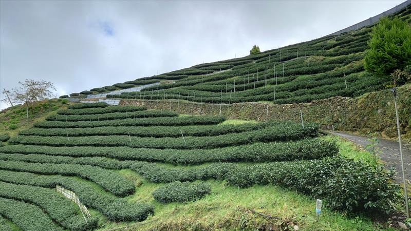 茶製品-茶 產品圖片（產品編號 491107）