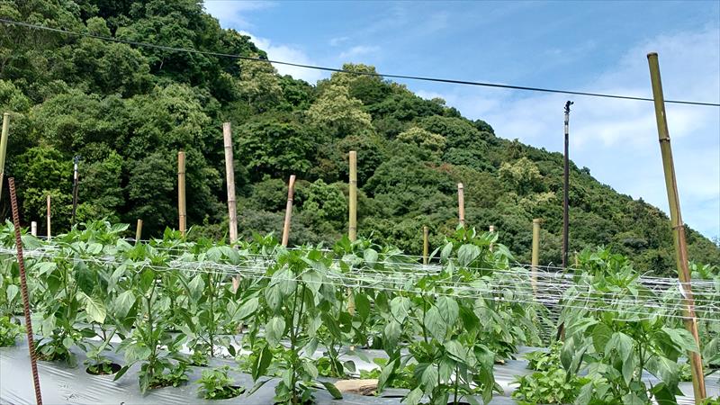 甜椒(含青椒) 產品圖片（圖片編號 658536）