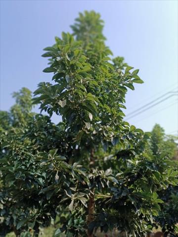 酪梨 產品圖片（產品編號 491122）