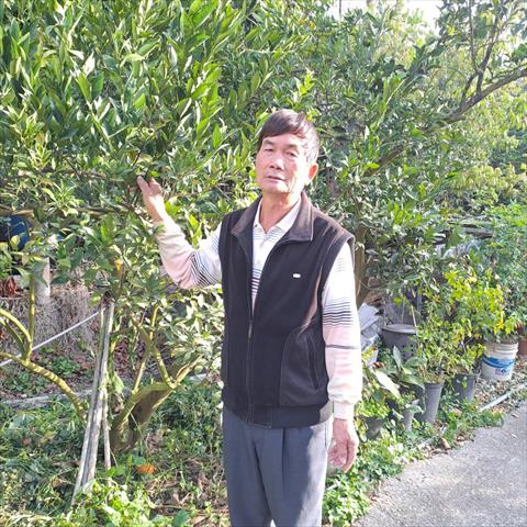椪柑 產品圖片（圖片編號 659108）