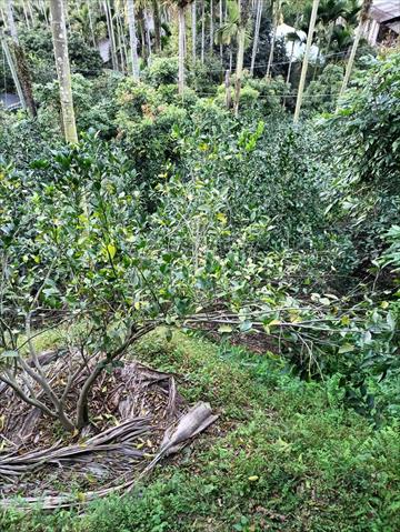 柳橙 產品圖片（圖片編號 659543）
