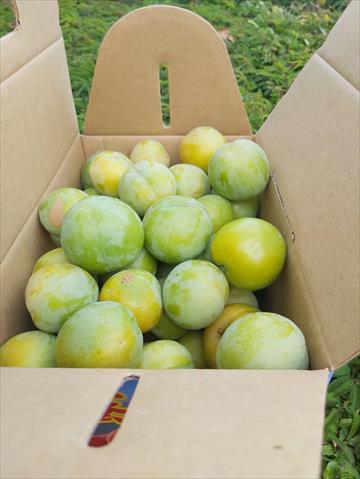 蜜李 產品圖片（圖片編號 659558）