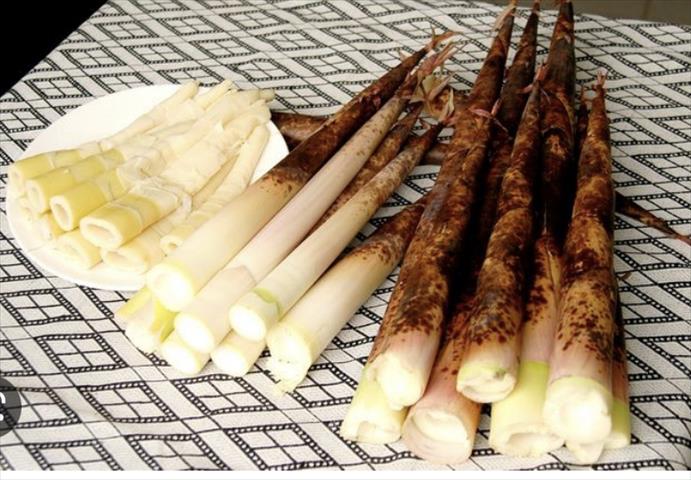 竹筍 產品圖片（產品編號 491327）
