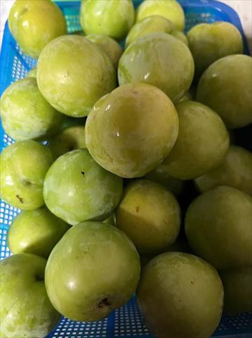 蜜李 產品圖片（產品編號 491328）